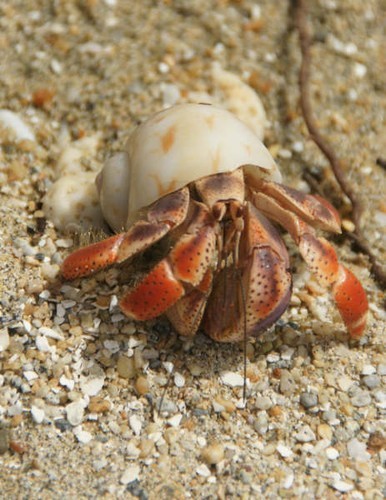 Life on a Cay © Ian & Andrea Treleaven